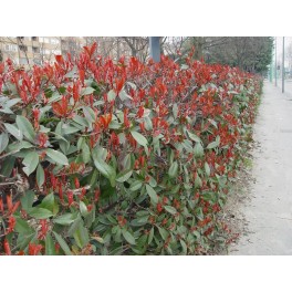 Photinia Red Robin